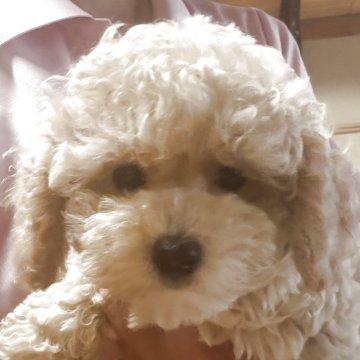 トイプードル(タイニー)【鹿児島県・男の子・2025年6月22日・アプリコット】の写真「コロコロした男の子💕」