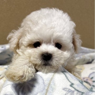 マルプー(マルチーズ×トイプードル)【鹿児島県・男の子・2025年7月7日・ホワイト】の写真「コロコロした元気な男の子💕」
