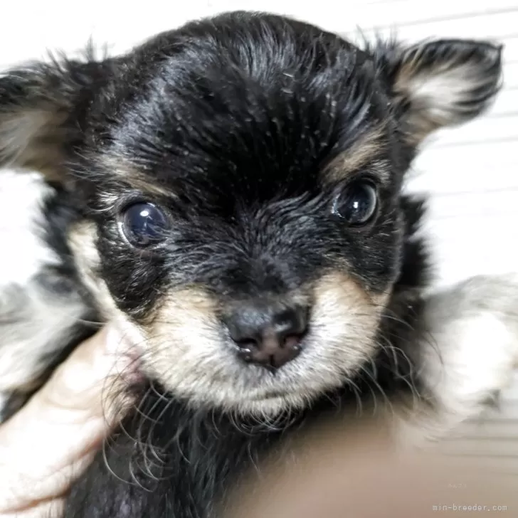 ID：2509-01693の子犬