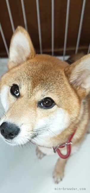 柴犬(標準サイズ)【・女の子・2021年12月4日・赤】「ハッキリとした顔立ちのママは､ゴマ柴犬になるので、オデコの周りが少し黒っぽいです」