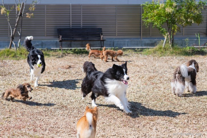 70坪のドッグランで、のびのびディスク練習やトレーニング｜藤本　恭子(ふじもと　やすこ)ブリーダー(香川県・ボーダーコリーなど・JKC登録)の紹介写真4