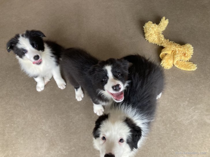 藤本恭子ブリーダーのブログ：オーナー様募集中🌼家庭犬タイプ🌼お迎えベストタイミング