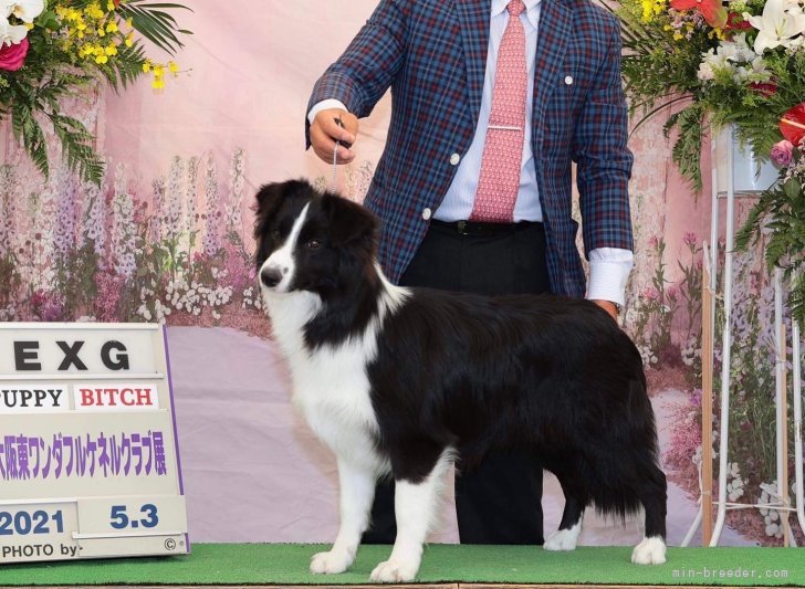 藤本恭子ブリーダーのブログ：9月初めボーダーコリー出産予定です