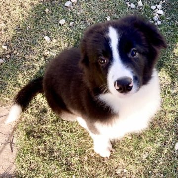 ボーダーコリー【香川県・男の子・2024年8月28日・ブラック&ホワイト】の写真「両親チャンピオン✨穏やか✨トレーナーが育てています」