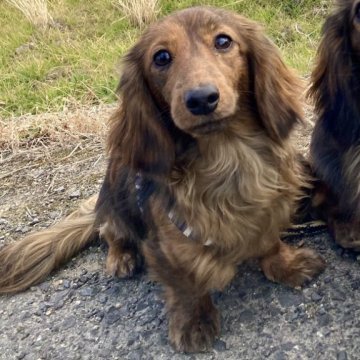 カニンヘンダックスフンド(ロング)【香川県・男の子・2024年4月20日・ブリンドル】の写真「セラピー犬候補訓練中✨母方4代穏やかセラピー犬血統」