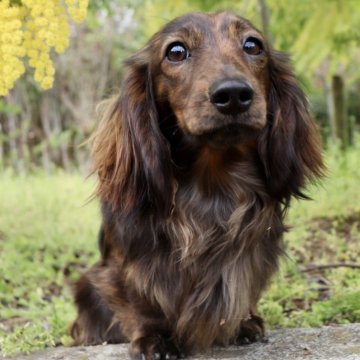 カニンヘンダックスフンド(ロング)【香川県・男の子・2024年4月20日・ブリンドル】の写真「GW見学OK✨よい性格✨父チャンピオン母セラピー犬」