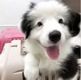 ボーダーコリー