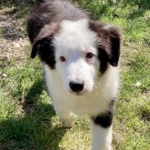 ボーダーコリー