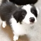 ボーダーコリー