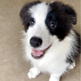 ボーダーコリー