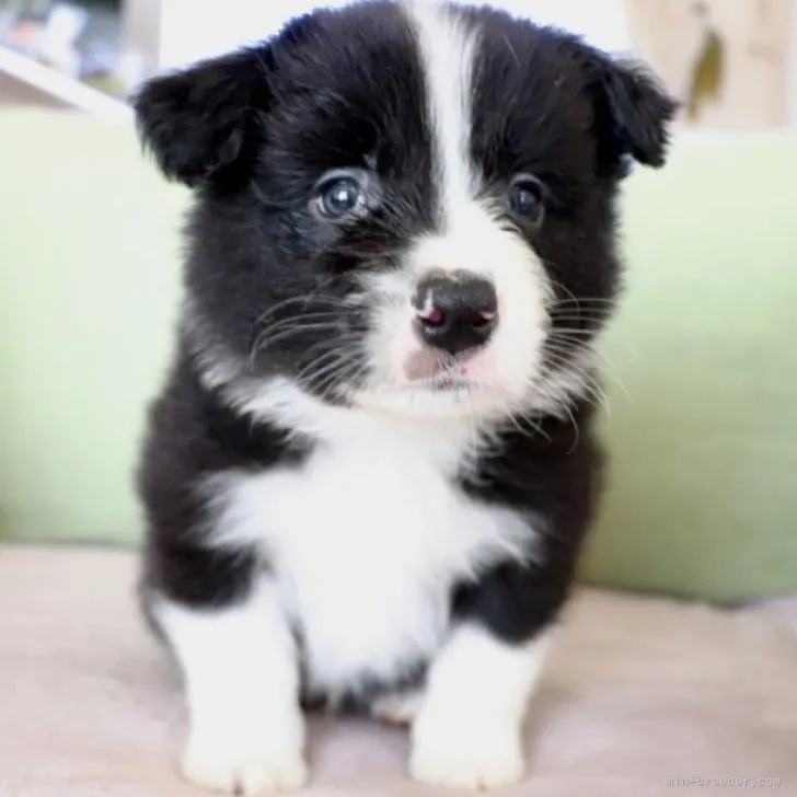 ID：2304-04914の子犬