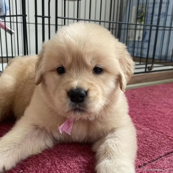 ID：2502-07205の子犬