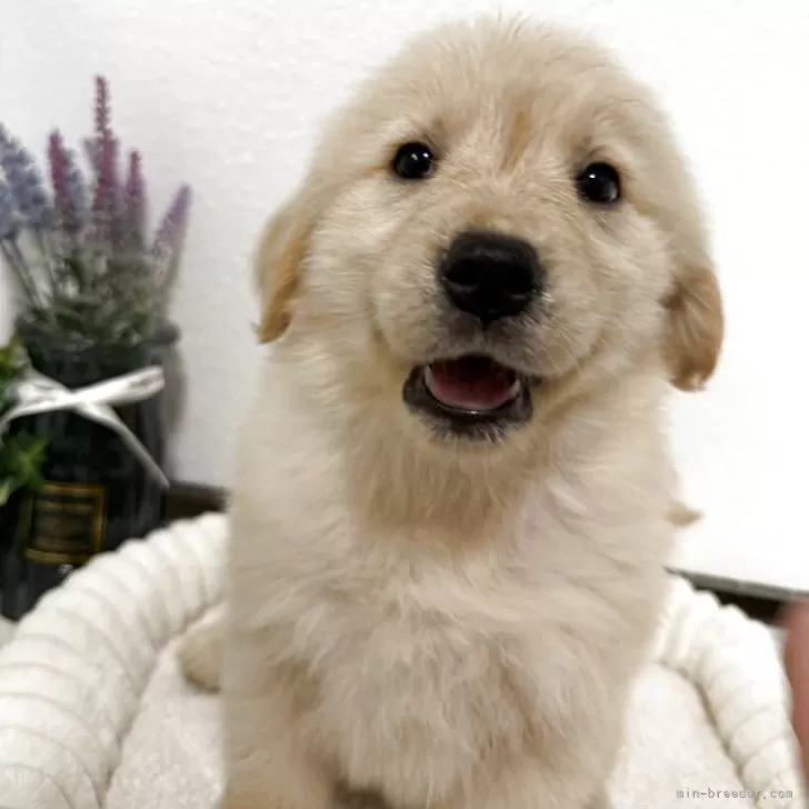 ID：2503-07401の子犬