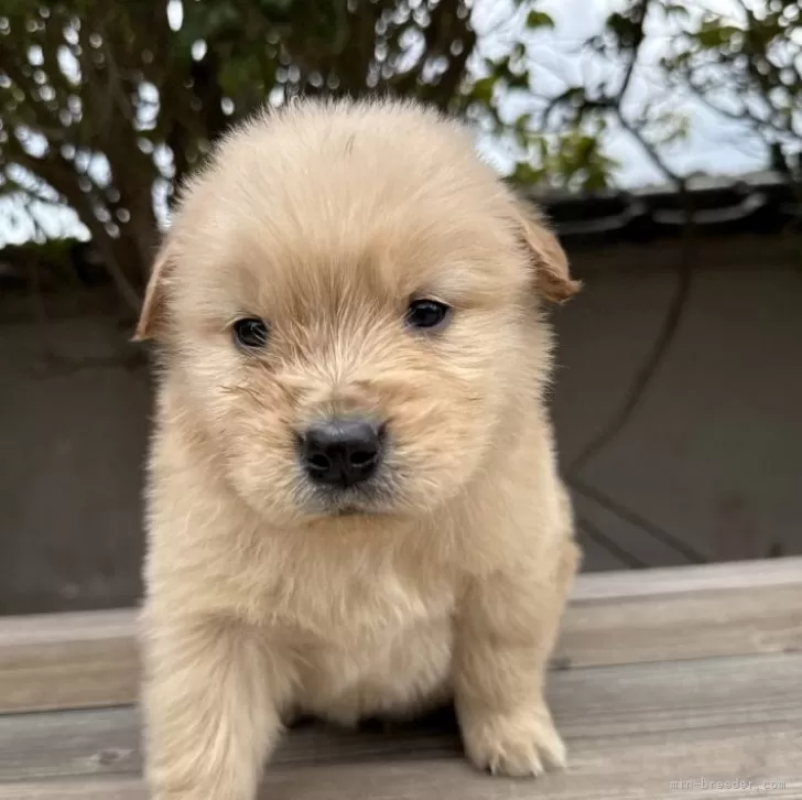 ID：2503-02755の子犬