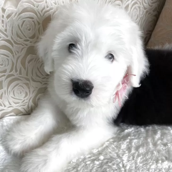 ID：2507-08325の子犬
