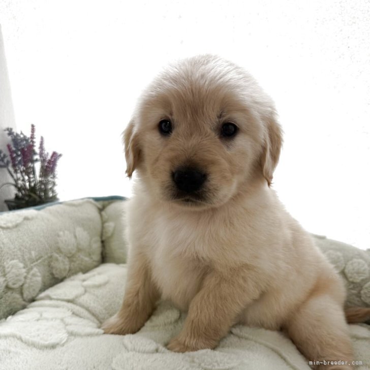 ブリーダー画像