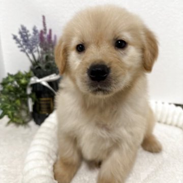 ゴールデンレトリバー【福岡県・女の子・2025年2月1日・ゴールド】の写真「❤️可愛い女の子。❤️」