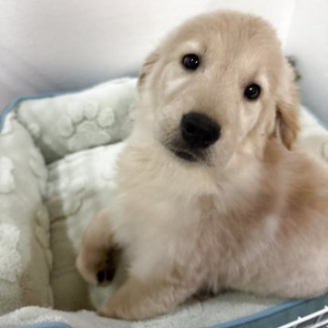 ゴールデンレトリバー【福岡県・女の子・2025年9月23日・ゴールド】の写真「❤️可愛い女の子❤️」