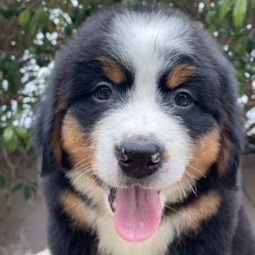 バーニーズ・マウンテン・ドッグ【福岡県・女の子・2024年10月2日・ブラックラスト&ホワイト】の写真「❤️可愛い❤️」