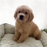 ゴールデンレトリバー