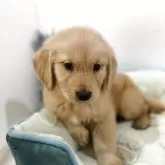 ゴールデンレトリバー【福岡県・男の子・2025年9月27日・ゴールド】の写真1