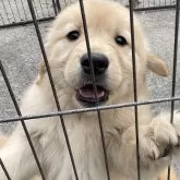 ゴールデンレトリバー【福岡県・女の子・2024年10月25日・ゴールド】の写真1