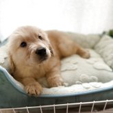 ゴールデンレトリバー