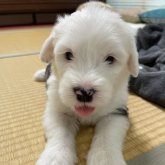 オールドイングリッシュシープドッグ