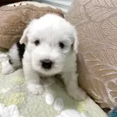 オールドイングリッシュシープドッグ