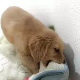 ゴールデンレトリバー【福岡県・男の子・2025年9月27日・ゴールド】の写真3