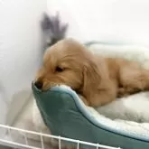 ゴールデンレトリバー【福岡県・男の子・2025年9月27日・ゴールド】の写真4