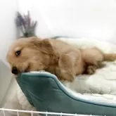 ゴールデンレトリバー【福岡県・男の子・2025年9月27日・ゴールド】の写真5