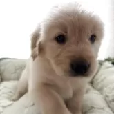 ゴールデンレトリバー【福岡県・女の子・2025年9月23日・ゴールド】の写真6