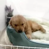 ゴールデンレトリバー【福岡県・男の子・2025年9月27日・ゴールド】の写真6