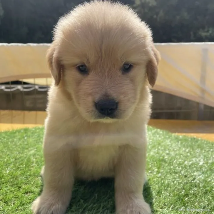 ID：2310-02248の子犬