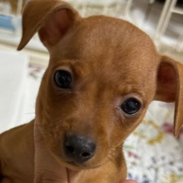 ミニチュアピンシャー【福岡県・男の子・2024年8月29日・レッド】の写真「❤️イケメン君です❤️」