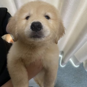 ゴールデンレトリバー【福岡県・男の子・2024年5月12日・ゴールド】の写真「❤️元気いっぱい男の子です❤️」