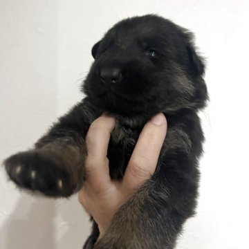 ジャーマン・シェパード・ドッグ【兵庫県・男の子・2025年11月14日・ブラック&タン】の写真「9兄弟で元気にスクスク成長中」