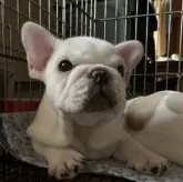 フレンチブルドッグ【静岡県・男の子・2024年12月18日・ホワイトクリーム】の写真13