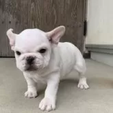 フレンチブルドッグ【静岡県・男の子・2024年12月18日・ホワイトクリーム】の写真7