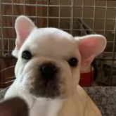 フレンチブルドッグ【静岡県・男の子・2024年12月18日・ホワイトクリーム】の写真11