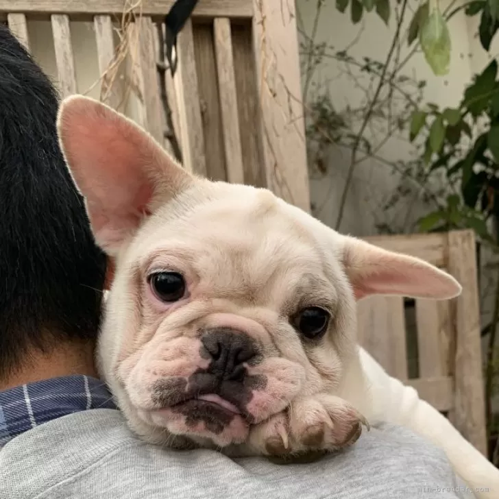 ID：2410-07372の子犬