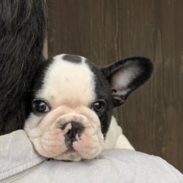 フレンチブルドッグ【静岡県・女の子・2025年8月8日・パイド】の写真「かわいい🩷」