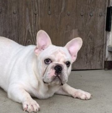フレンチブルドッグ【静岡県・男の子・2025年3月11日・ホワイト/クリーム】の写真「体格の良い男の子」