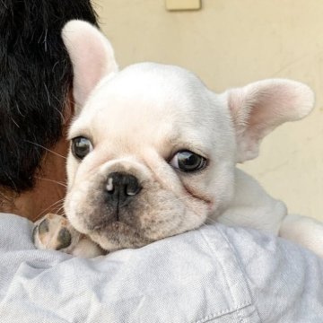 フレンチブルドッグ【静岡県・男の子・2025年8月8日・クリーム】の写真「かわいい💕」