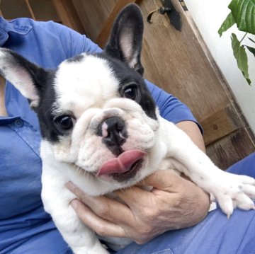 フレンチブルドッグ【静岡県・女の子・2025年8月8日・パイド】の写真「かわいい🩷」