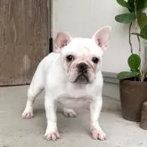 フレンチブルドッグ