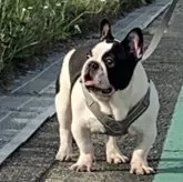 フレンチブルドッグ