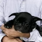フレンチブルドッグ