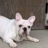 フレンチブルドッグ